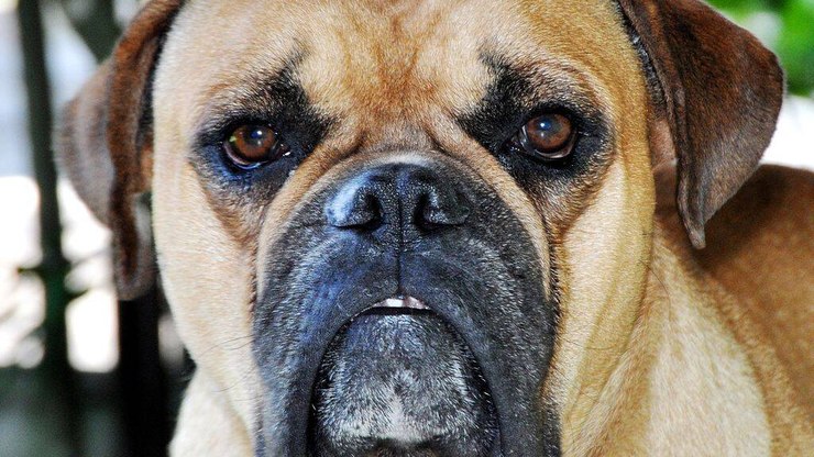 Guia de Raças: conheça o Buldogue Campeiro, um legítimo cão
brasileiro