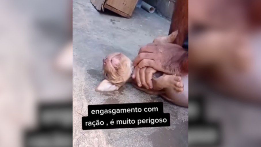 Homem salva filhote de Pit Bull engasgado