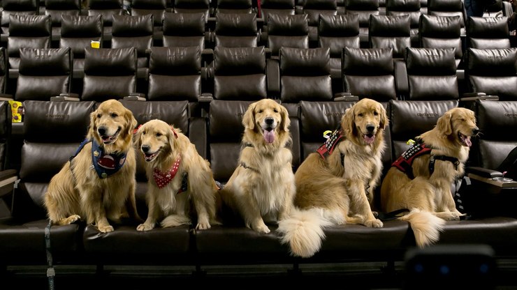 Projeto que permite cães em cinema terá 1ª edição do ano neste sábado