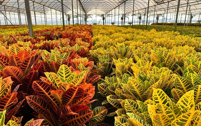 Plantas coloridas, mesmo sem flor, e espécies resistentes ao calor são as tendências da jardinagem