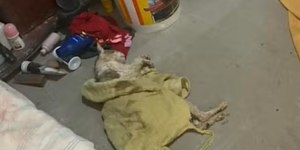 Veterinários viram réus por venda clandestina de sangue de gatos