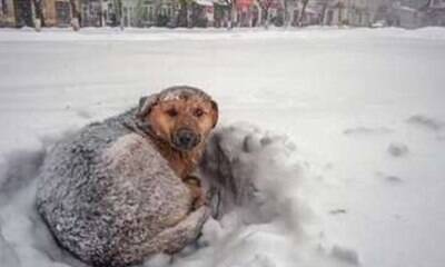 Menina fica abraçada a cão vira-lata e sobrevive a nevasca
