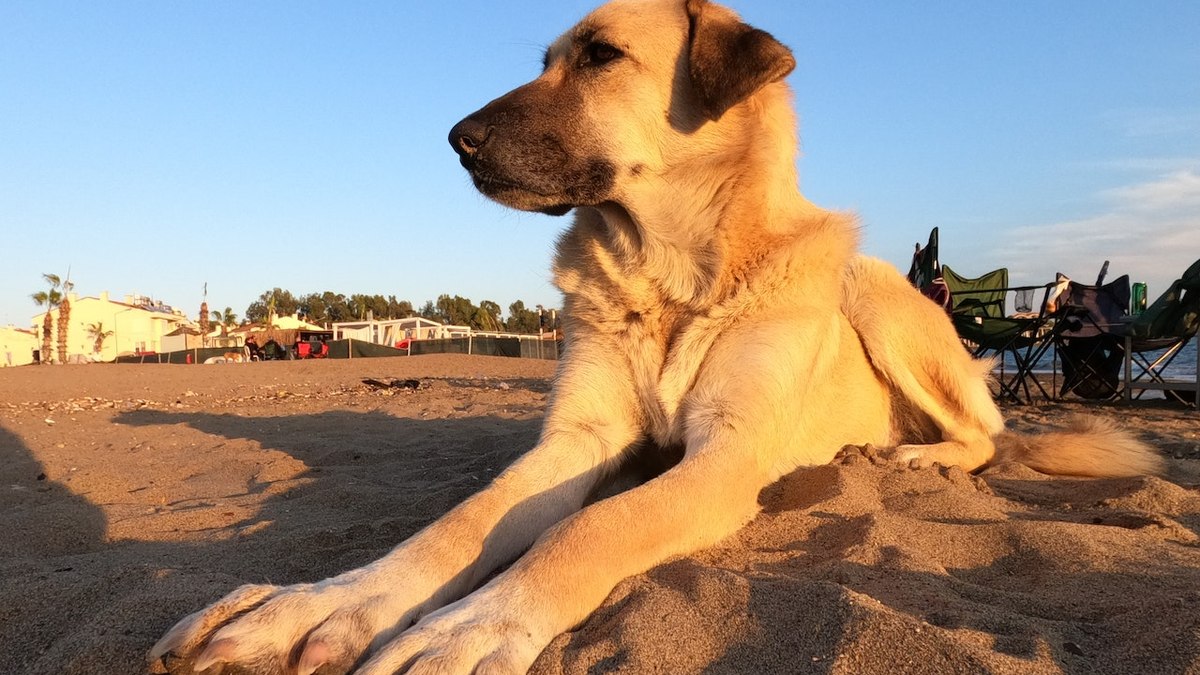 Guia de Raças: Pastor Kangal, o cão com a mordida mais forte do mundo