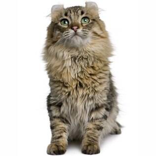 American Curl Longhair - undefined