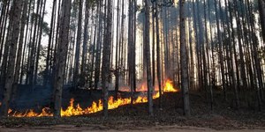 Eucaliptos de 70 anos aceleram incêndios em Portugal; entenda