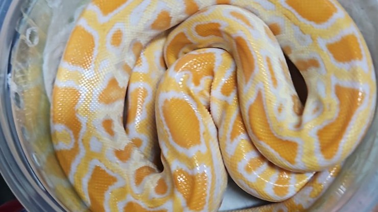 Cobra píton é encontrada em pacote enviado pelos Correios