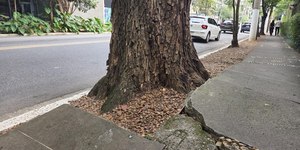 Golas de árvores e qualificação do espaço urbano