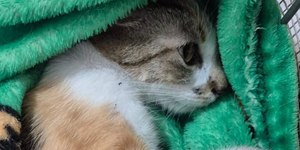 Mulher é presa após jogar gata do 12º andar