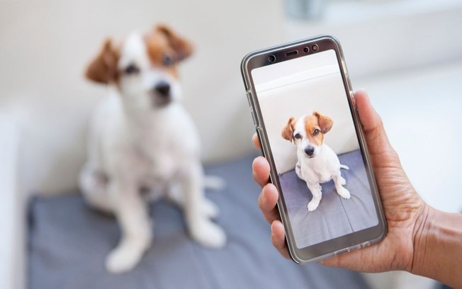 3 dicas para fotografar seu pet como um profissional
