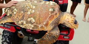 Tartaruga gigante aparece morta em praia do Rio de Janeiro
