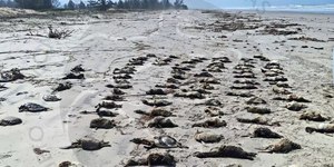 Mais de 700 pinguins são encontrados mortos no litoral paulista