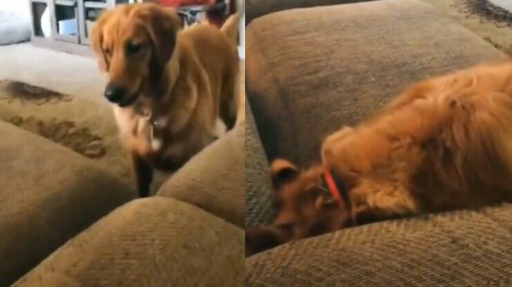 Esse cão brincando de bolinha elevou os níveis de fofura; assista – Especiais – [Blog GigaOutlet]