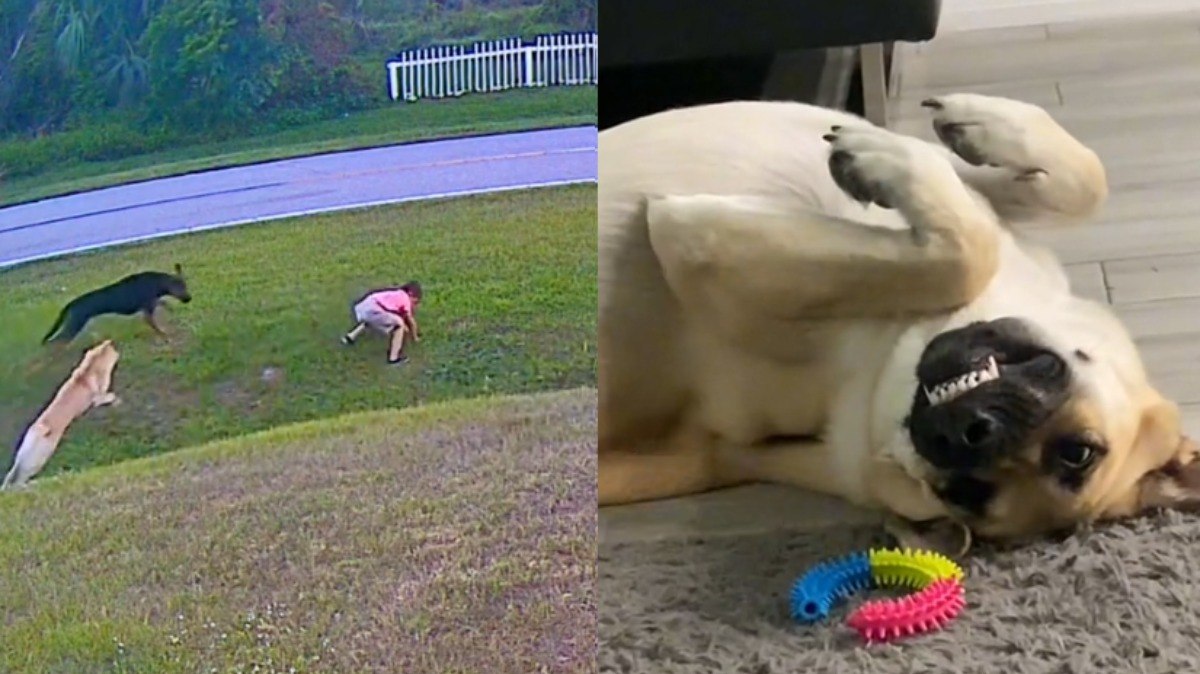 Tank salva o menino de 6 anos de possível ataque do cachorro do vizinho
