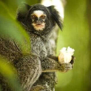 Macaco sagui: características e alimentação