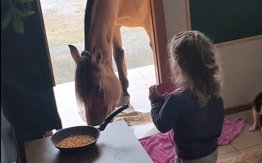 Menina chama cavalo para entrar em casa e cena diverte