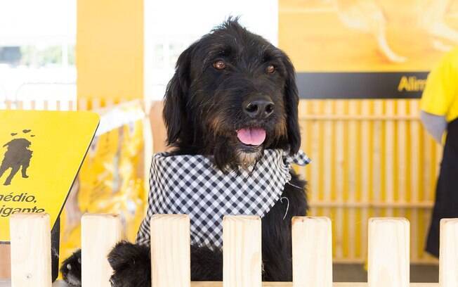 Mais de 100 cães estarão disponíveis na feira de adoção 'Dia do AdoCÃO'