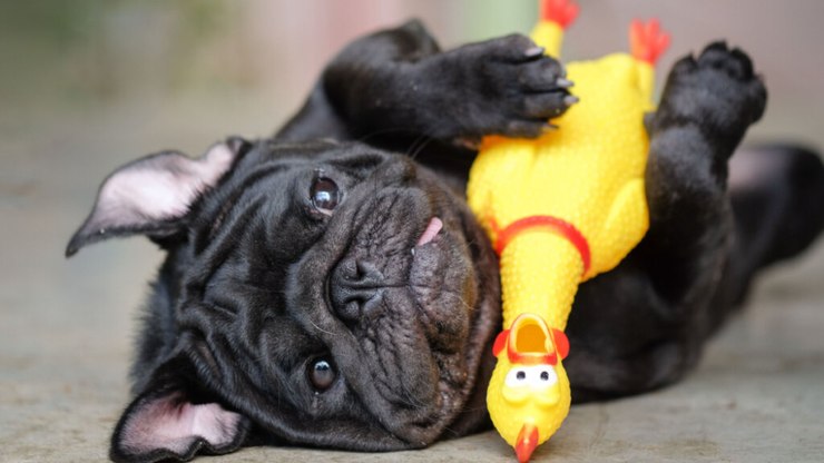Estudo aponta que cães lembram nome de brinquedos, mesmo anos após não os verem