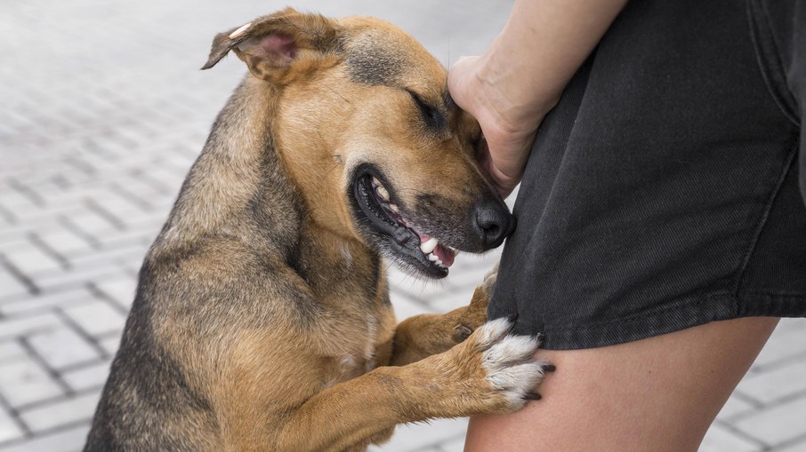 A castração é oferecida gratuitamente para animais carentes