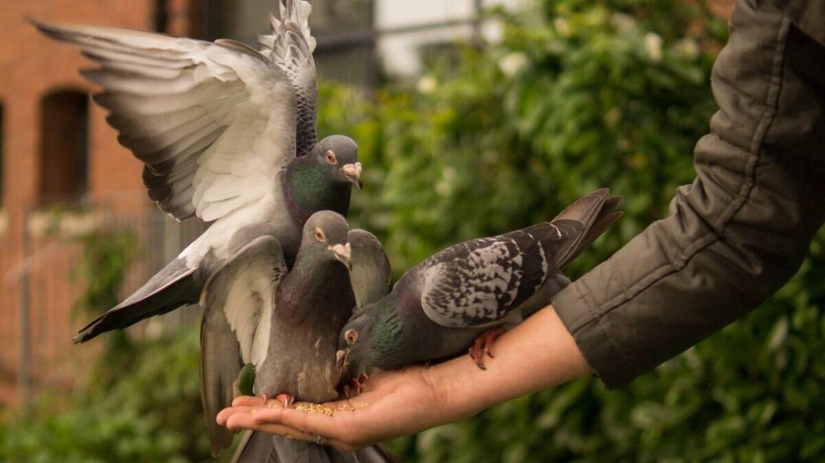 O custo para se manter pombos é menor do que para aves como papagaios e calopsitas 