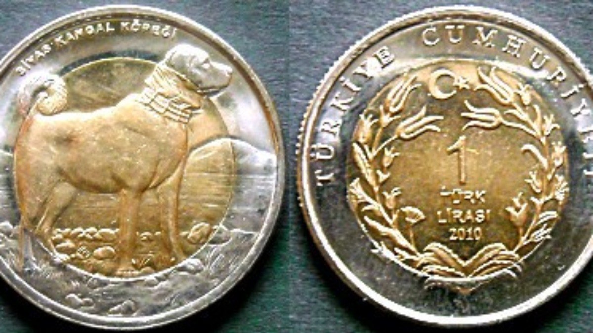 Cachorro da raça Kangal em uma moeda turca