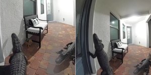 Câmera de segurança flagra jacarés tentando invadir casa; assista
