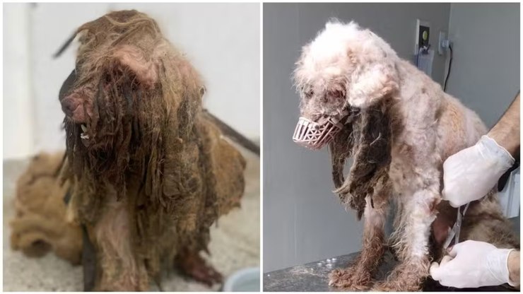 VÍDEO: veja como ficou cachorrinho resgatado de maus-tratos