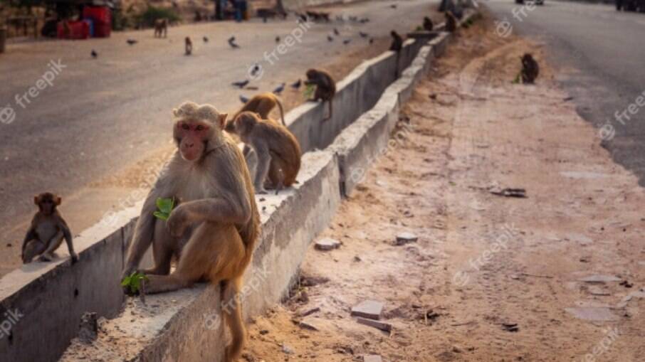 Ataques de macacos têm sido comuns em alguns distritos da Índia