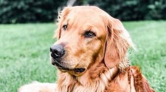 Cachorro se recusa a comer se a comida não for preparada antes