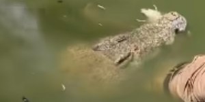 Tratador de crocodilos é atacado e morto por um dos animais