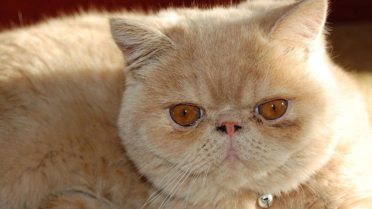 O gato Persa foi considerado sagrado no Antigo Egito