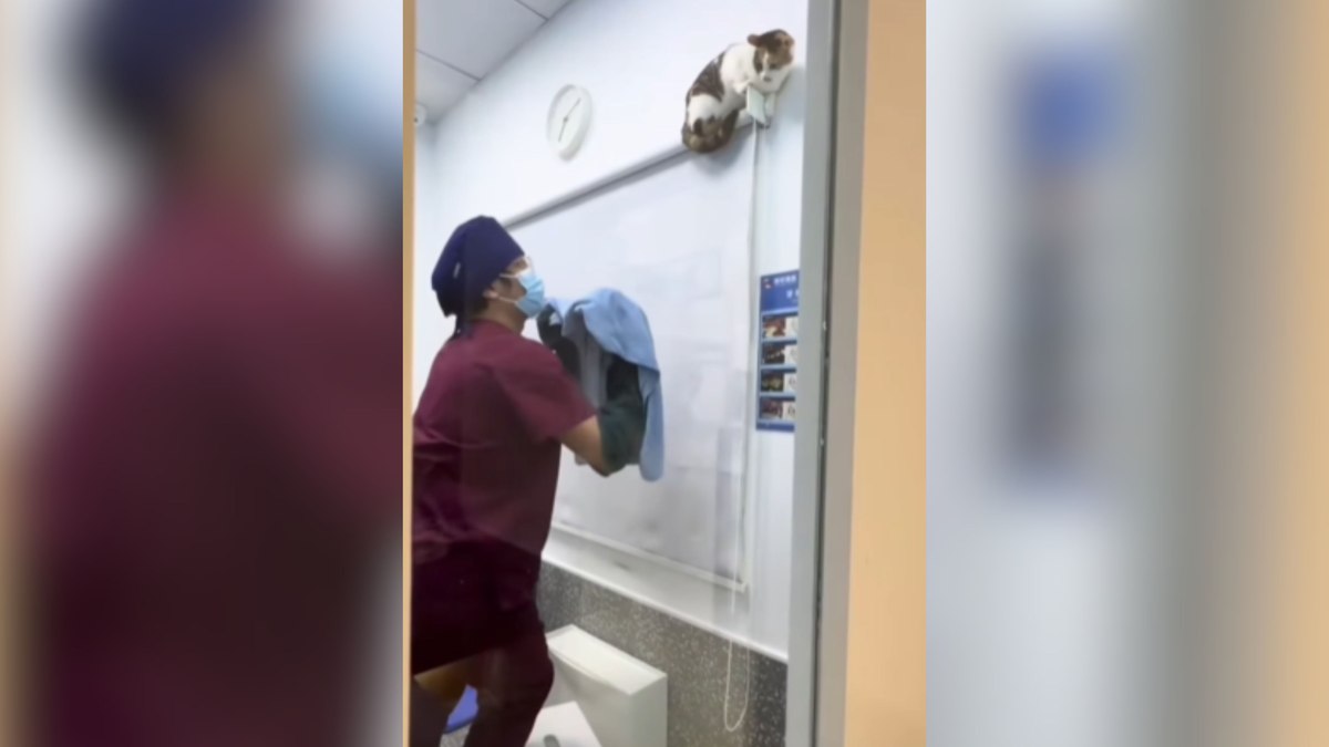 Gato dá olé em veterinários e mostra que é mestre da fuga Gato dá olé em veterinários e mostra que é mestre da fuga