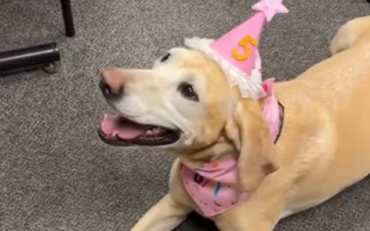 Cachorra policial recebe surpresa de aniversário no trabalho