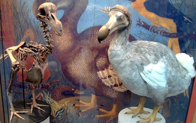 Esqueleto e modelo de dodô