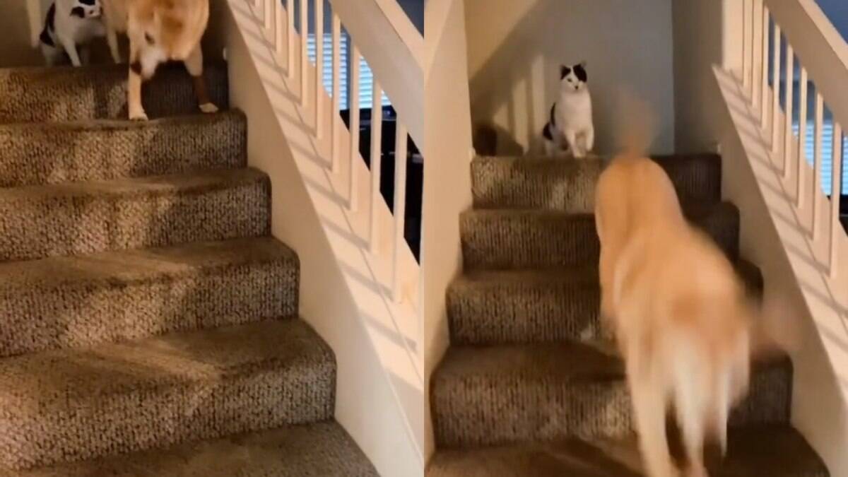 Caiu no : gato empurra filhote de escada