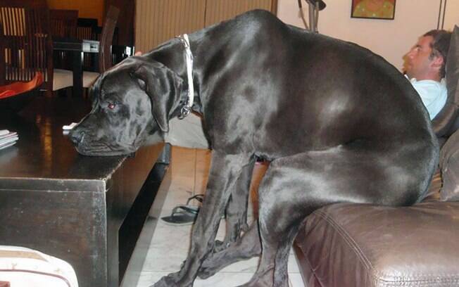 Grande e desengonçado, cães Dogue Alemão protagonizam diversas fotos hilárias