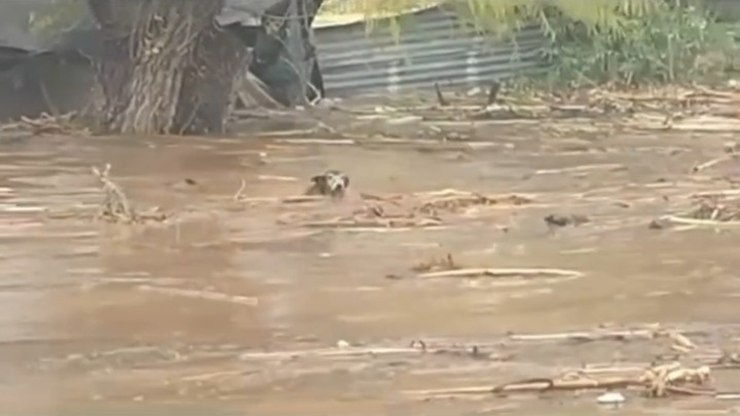 Cachorro enfrenta correnteza e é resgatado em enchente no Chile