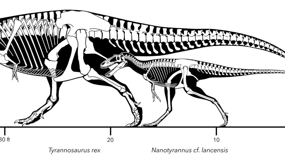 Tiranossauro x Nanotyrannus Tiranossauro x Nanotyrannus