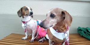 ‘Cão Salsicha’ pode ser proibido na Alemanha, diz associação