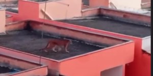 Onça volta a ser flagrada sobre telhados de casas em Minas