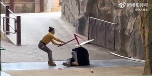 VÍDEO: urso ataca tratador durante apresentação em zoológico