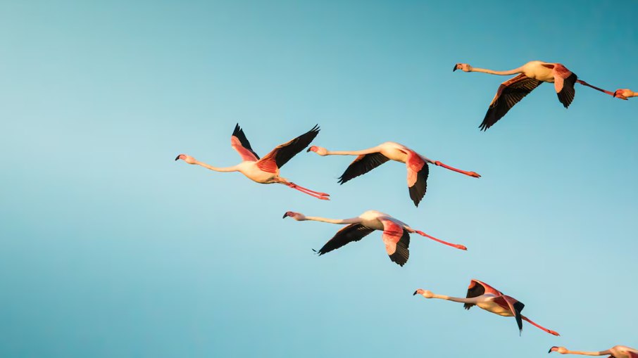 40 mil flamingos encantam moradores na Espanha 40 mil flamingos encantam moradores na Espanha