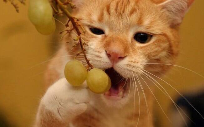 Será que é uma boa ideia dar frutas para gatos comerem?