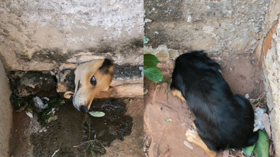 Bombeiros em São Luis de Montes Belos resgatam cachorro preso em cano Bombeiros em São Luis de Montes Belos resgatam cachorro preso em cano