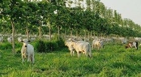 Família investe em produção de banana orgânica