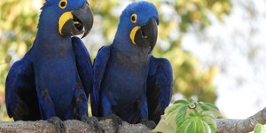 Arara-azul volta à lista de espécies ameaçadas de extinção