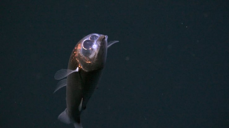 Peixe olho-de-barril é filmado pela primeira vez perto do Brasil