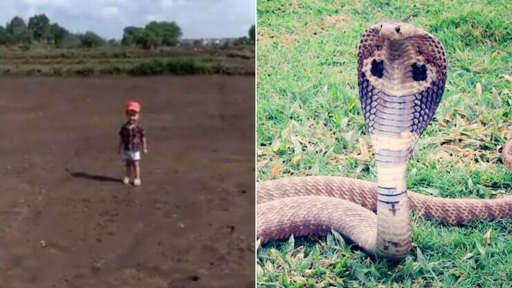 Cobra arisca invade casa no Vietnã e criança é salva pelo pai; veja