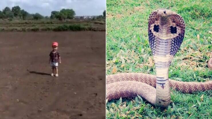 Desespero! Criança é picada após pisar em serpente venenosa; vídeo, Curiosidades