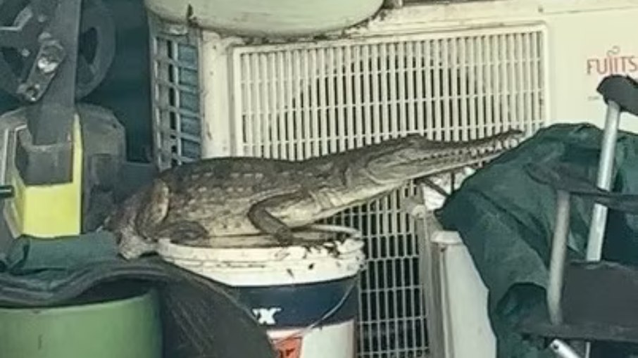 Crocodilo fugiu para os fundos do quintal