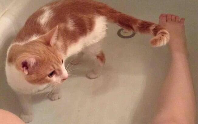 Fotos provam que donos de gato tem zero privacidade!